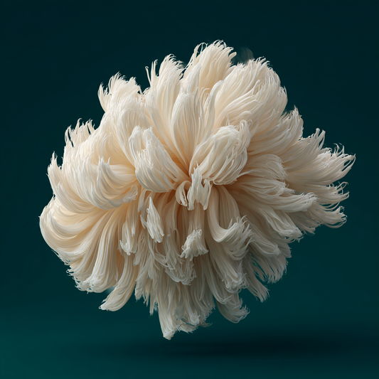 Lion’s Mane – Clarté & Mémoire