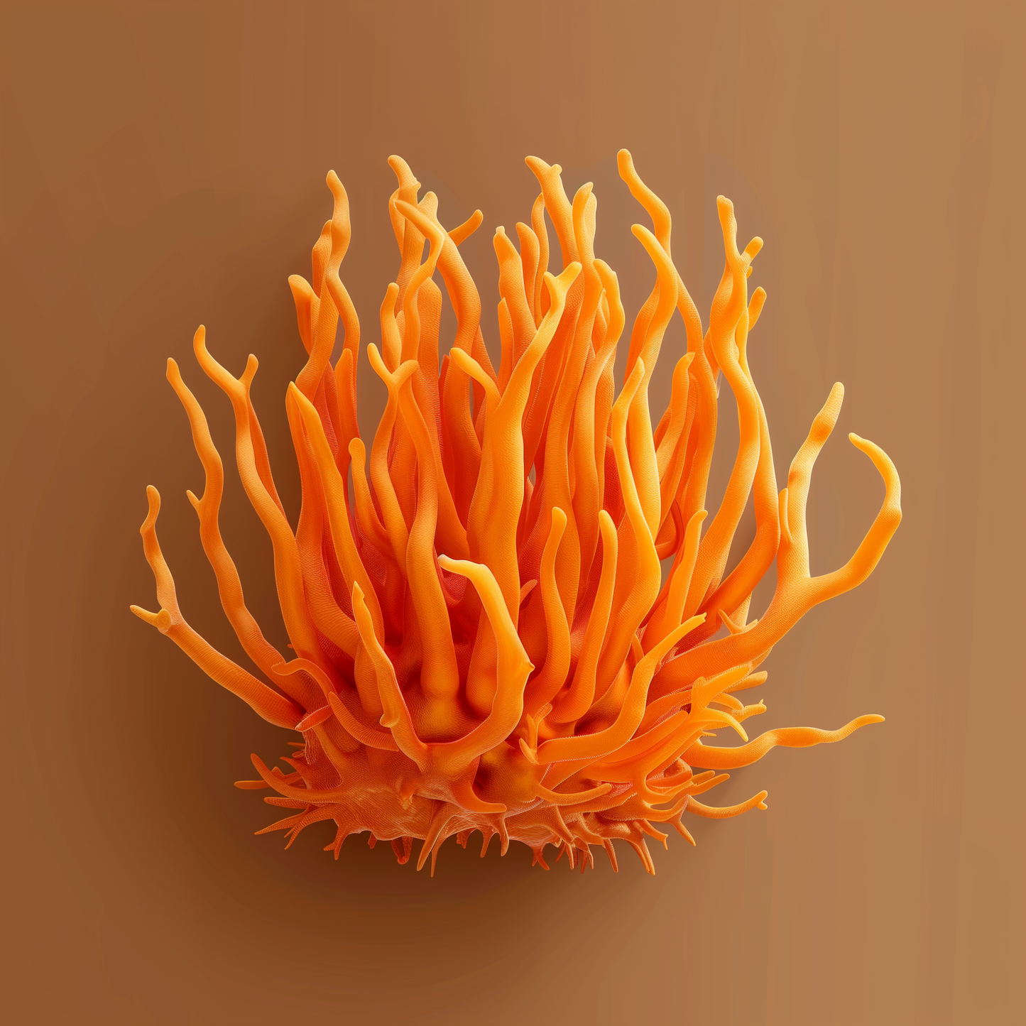 Cordyceps – Énergie & Endurance