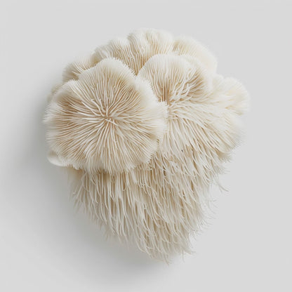Lion’s Mane – Clarté & Mémoire