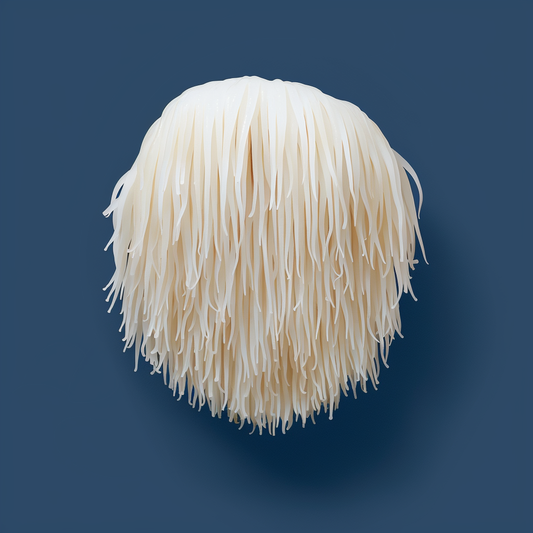 Lion’s Mane – Clarté & Mémoire