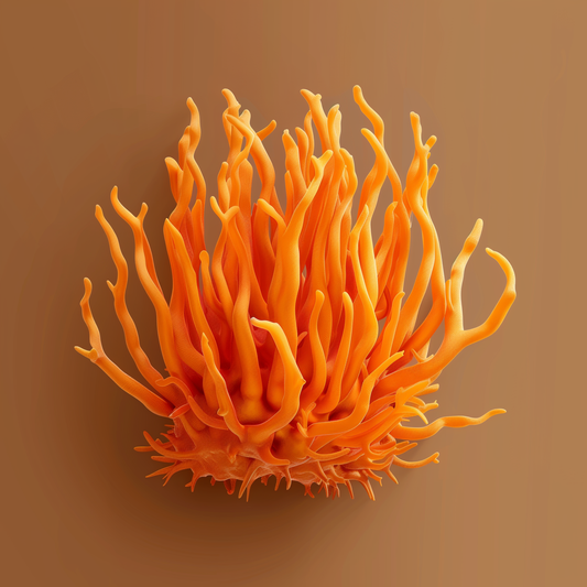 Cordyceps – Énergie & Endurance
